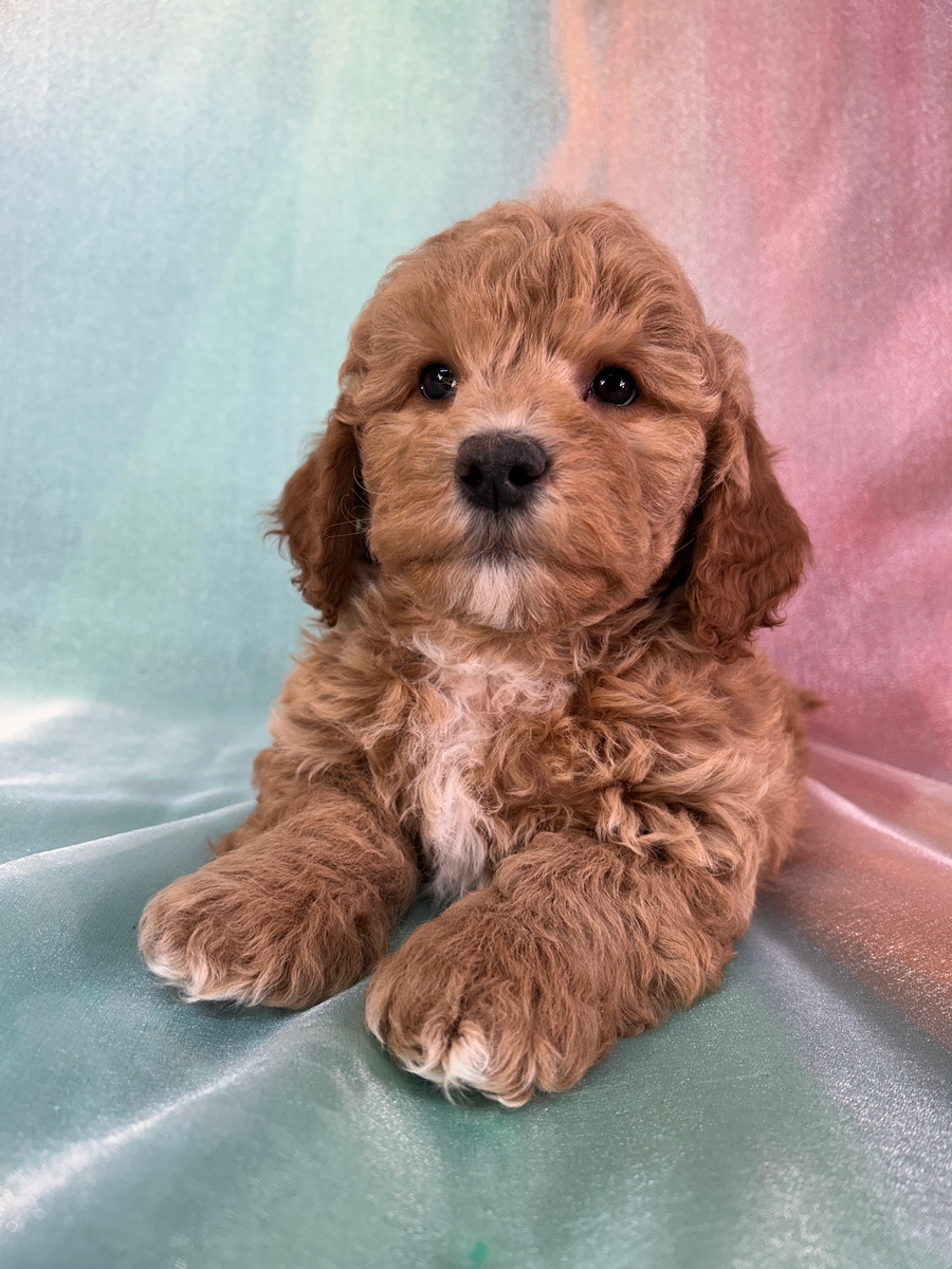 Male Bichon Poodle Puppy for Sale DOB 10-16-2025 $950